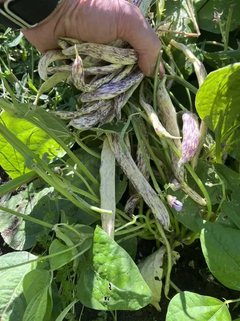 Bean, Dragon Langerie Bush (Phaseolus vulgaris), packet of 20 seeds, Organic - Image 3