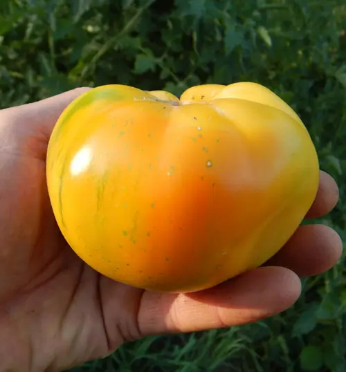 Tomato, Old German (Lycopersicon esculentum), packet of 30 seeds, organic - Image 4