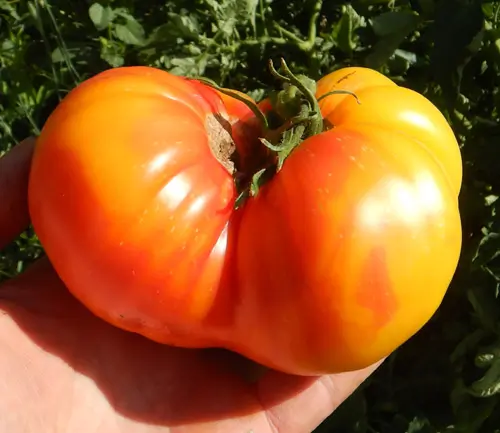 Tomato, Old German (Lycopersicon esculentum), packet of 30 seeds, organic - Image 3