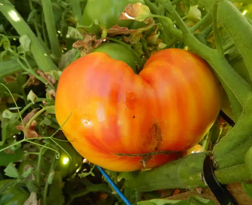 Tomato, Old German (Lycopersicon esculentum), packet of 30 seeds, organic - Image 6