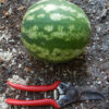 Watermelon, Sugar Baby (Citrullus lanatus) seeds, organic - Image 5