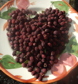 thumbnail image 2 of Organic Hawthorn Berries Whole – Crataegus Monogyna – Fresh Batch – Free Shipping 2 of 6