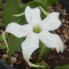 Springblossom (Jaborosa integrifolia) potted plant, organic