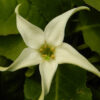 Springblossom (Jaborosa integrifolia) potted plant, organic - Image 4
