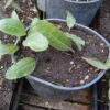 Springblossom (Jaborosa integrifolia) potted plant, organic - Image 2