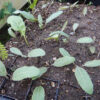 Springblossom (Jaborosa integrifolia) potted plant, organic - Image 3