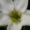 Springblossom (Jaborosa integrifolia) potted plant, organic - Image 5