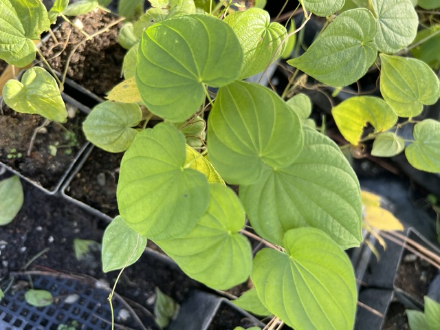 Wild Yam, American--villosa (Dioscorea villosa) potted plant, organic