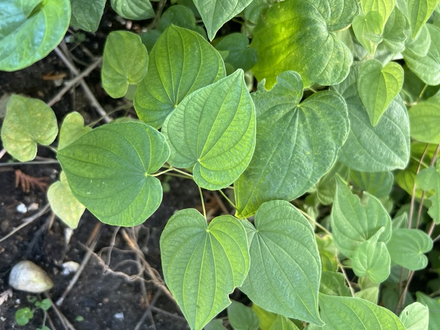 Wild Yam, American--villosa (Dioscorea villosa) potted plant, organic - Image 2