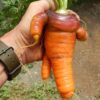 Carrot, Danvers 126 (Daucus carota), packet of 200 seeds, organic