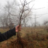Hawthorn, Wild Form (Crataegus monogyna) bare-root 6-year-old tree, organic