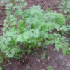Carrot, Danvers 126 (Daucus carota), packet of 200 seeds, organic - Image 2