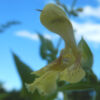 Sage, Jupiter's Distaff (Salvia glutinosa), packet of 10 seeds, Organic - Image 4