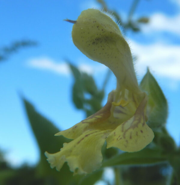 Sage, Jupiter's Distaff (Salvia glutinosa), packet of 10 seeds, Organic - Image 4