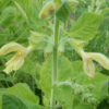 Sage, Jupiter's Distaff (Salvia glutinosa), packet of 10 seeds, Organic - Image 6