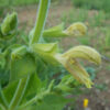 Sage, Jupiter's Distaff (Salvia glutinosa), packet of 10 seeds, Organic - Image 5