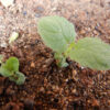 Sage, Jupiter's Distaff (Salvia glutinosa), packet of 10 seeds, Organic - Image 3
