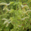 Sage, Jupiter's Distaff (Salvia glutinosa), packet of 10 seeds, Organic