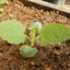 Sage, Jupiter's Distaff (Salvia glutinosa), packet of 10 seeds, Organic - Image 2