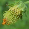 Bidens pilosa, Dried Flowering Herb, 50 g bag, organic - Image 2