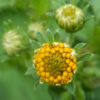 Bidens pilosa, Dried Flowering Herb, 50 g bag, organic - Image 3