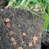 Chufa (Cyperus esculentus var sativus) tubers - Image 8