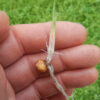 Chufa (Cyperus esculentus var sativus) tubers - Image 3