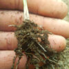 Chufa (Cyperus esculentus var sativus) tubers - Image 4