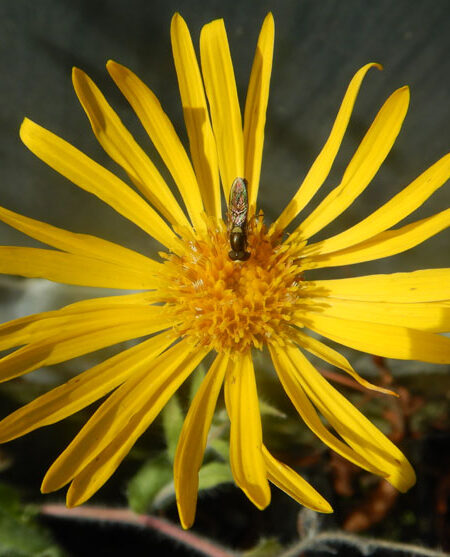 “Arnica,” Mexican (Heterotheca inuloides), packet of 20 seeds, Organic