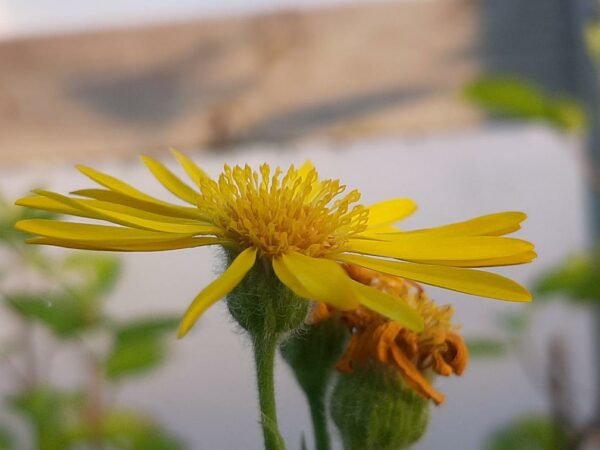 "Arnica," Mexican (Heterotheca inuloides), packet of 20 seeds, Organic - Image 3