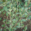 Sida acuta potted plant, organic - Image 2