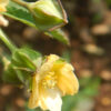 Sida acuta potted plant, organic - Image 3