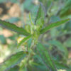 Sida acuta potted plant, organic - Image 4