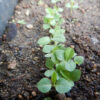 Sida acuta potted plant, organic - Image 5