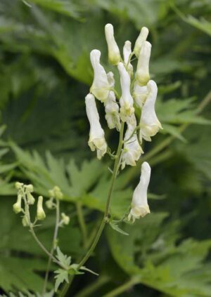 Yellow Wolf's Bane Aconite (Aconitum lycoctonum vulparia)