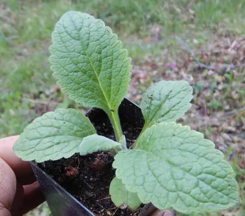 Foxglove, Purple (Digitalis purpurea) potted plant, organic