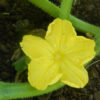 Cucumber, Tendergreen (Cucumis sativus) seeds, organic - Image 2