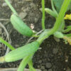 Cucumber, Tendergreen (Cucumis sativus) seeds, organic - Image 3