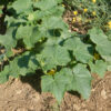 Cucumber, Tendergreen (Cucumis sativus) seeds, organic - Image 4
