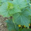 Cucumber, Tendergreen (Cucumis sativus) seeds, organic - Image 5