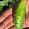 Cucumber, Tendergreen (Cucumis sativus) seeds, organic - Image 6