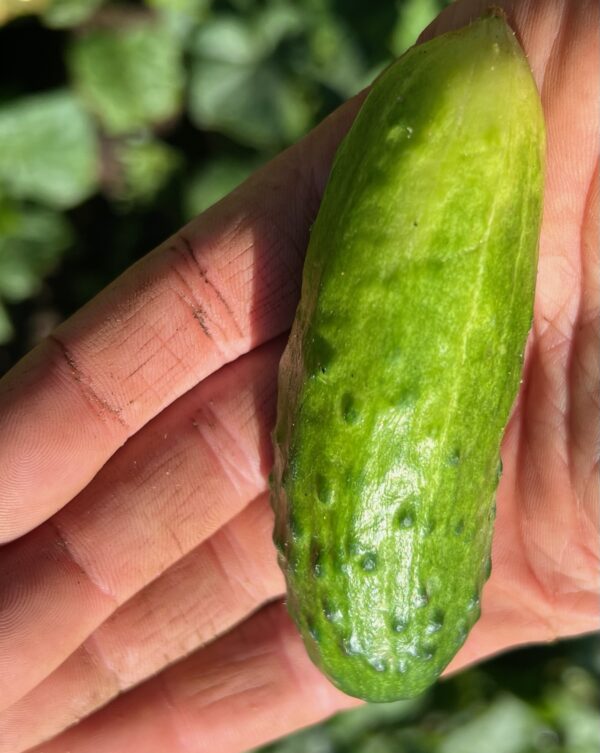 Cucumber, Tendergreen (Cucumis sativus) seeds, organic - Image 6