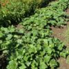Cucumber, Tendergreen (Cucumis sativus) seeds, organic - Image 7