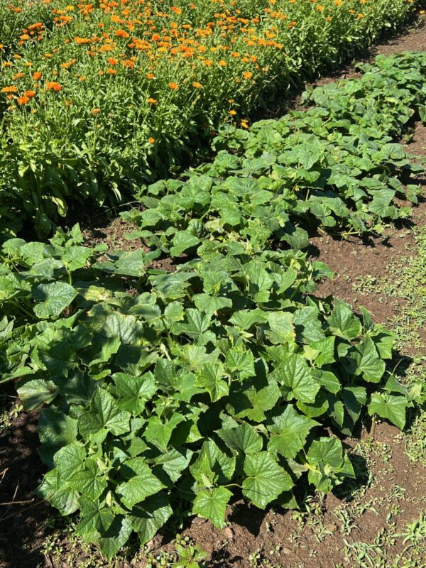 Cucumber, Tendergreen (Cucumis sativus) seeds, organic - Image 7