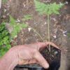Sweet Cicely (Myrrhis odorata), potted plant, organic