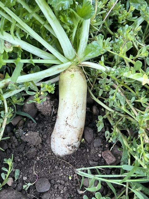 Radish, Biotill, Covercrop seeds (Raphanus sativus), by the pound, organic