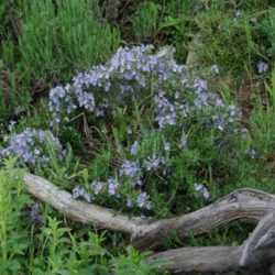 Rosemary, Creeping (Rosmarinus officinalis prostratus), packet of 30 seeds, organic