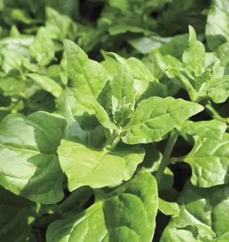 Spinach, New Zealand (Tetragonia tetragonoides), packet of 30 seeds, organic