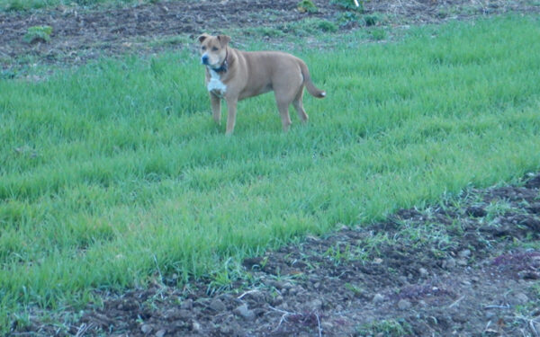 Ryegrass, Annual (Lolium multiflorum) Cover Crop and Forage Seeds, Organic