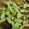 Sage Set (7 seed packets): Clary, Dan Shen (S. miltiorrhiza), Garden, Pannonian, Scarlet, Purple & White [WA NO] - Image 2